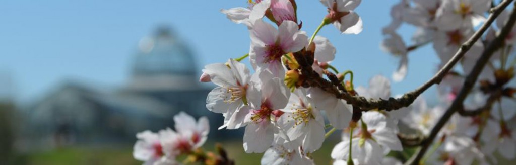 Cherry Blossoms and the Conservatory