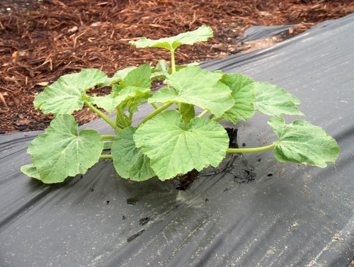 Look how the squash seeds have grown!