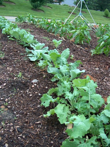 Cabbages planted by children from New Directions Daycare