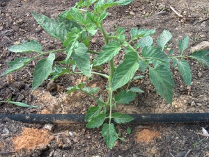 Tomato after thinning