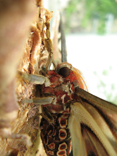 Lewis Ginter's new Atlas Moth
