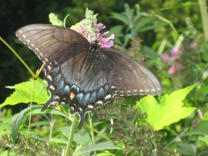 Butterfly on butterfly bush