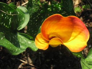 Calla Lily