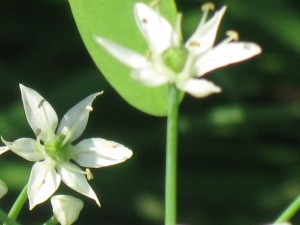 Chinese Chives