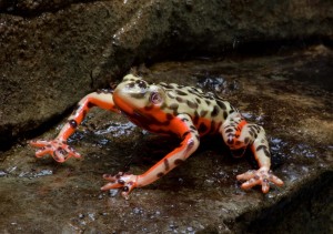 Frog cropped