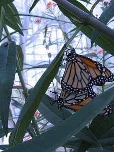 Monarchs Mating