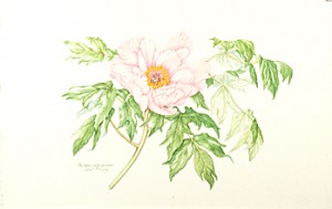 Paeonia suffruticosa, watercolor by Juliet Kirby