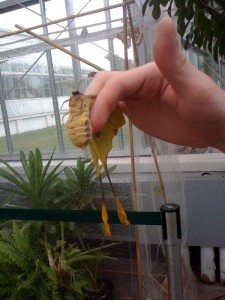 Jay, our "butterfly wrangler, is placing the Moon Moth in its new home. 