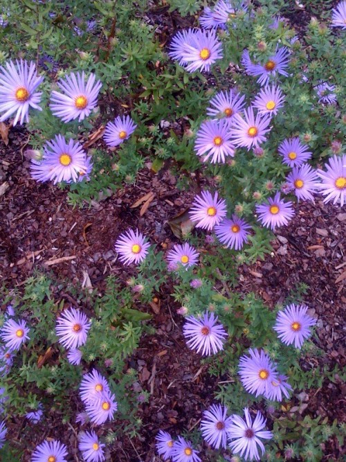 Asters