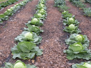 Rows of cabbages