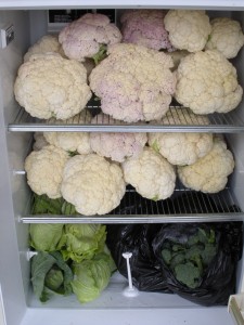 A Fridge Full of Cabbages!