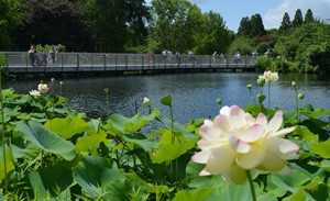 Lotus and the Lotus Bridge