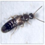 atheta coriaria: rove beetle