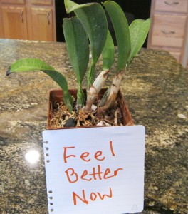 I'm hoping my re-potted orchid feels better now.