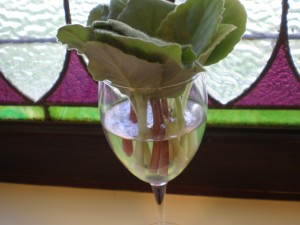 Cuttings from Scandal, the African Violet, in a wine glass. Turns out 1993 was a good vintage. 