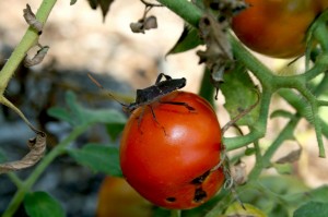 Leaf-footed Bug 1? Yep, it's big, but the tomatoes are getting smaller this time of the season.