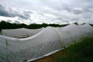 If we had obtained bright orange fabric we could be emulating a "wrap" project by the artist Christo.