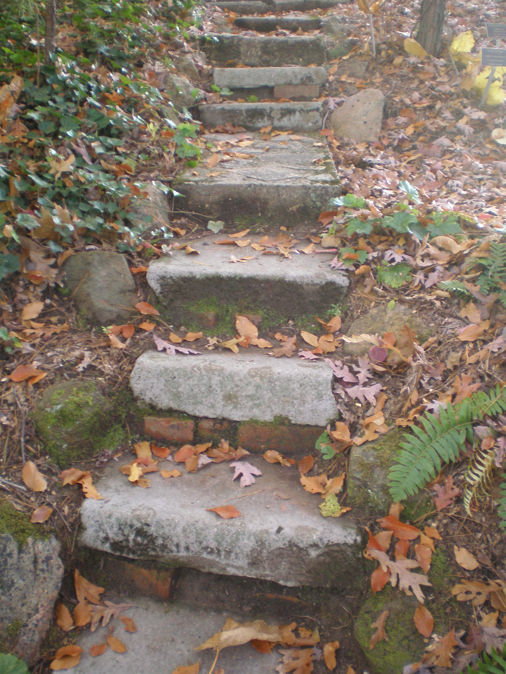 Stone steps in the Wildside Walk at Lewis Ginter Botanical Garden. 