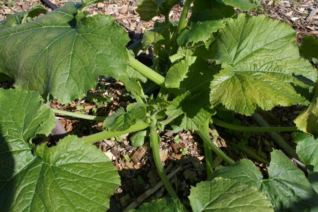 The mature zucchini plants showed nominal signs of frost burn, but it was clear the row cover fabric wouldn't suffice for any more sub-freezing nights.