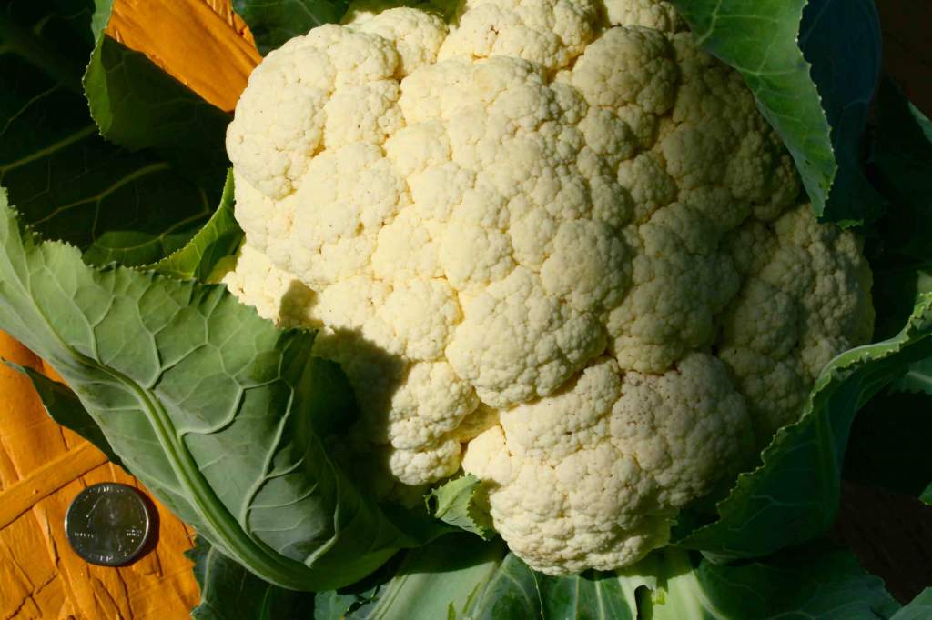 Most of us aren't ready for snow, but this Snow Queen cauliflower is irresistible.
