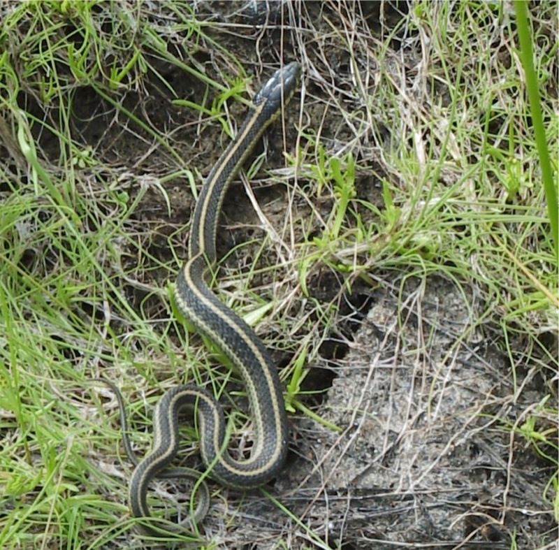 Garter Snake  photo by Wendell