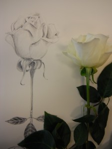  Botanical Illustration of a rose 