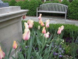 Tulipa 'Blushing Lady'