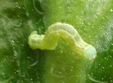 An inchworm at the Garden.