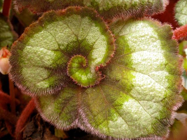 Fibonacci series begonia at the Longhouse Sculpture Garden on Long Island. If you have never been there, it is worth the trek!  (We also have this begonia in the Conservatory at Lewis Ginter).