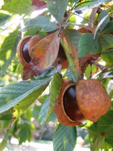 Buckeye nuts hanging from the tree in the Grace Arents Garden.
