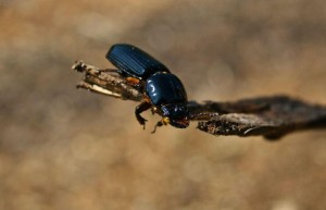 The Bess beetle is sometimes referred to as the Patent Leather beetle.