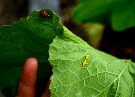 Ladybugs lay small yellow eggs but the Mexican bean beetle, a close relative, lay eggs that look very similar. Once the larvae hatch it is much easier to tell the difference between the two.