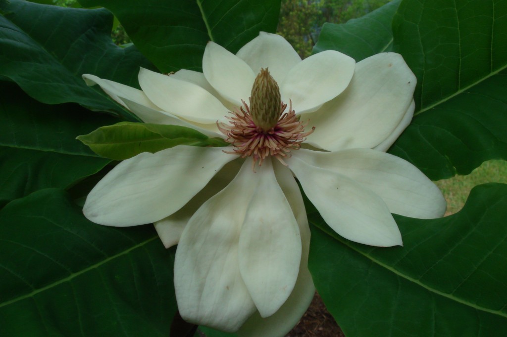 'Ginter Spicy White' fully open bloom.