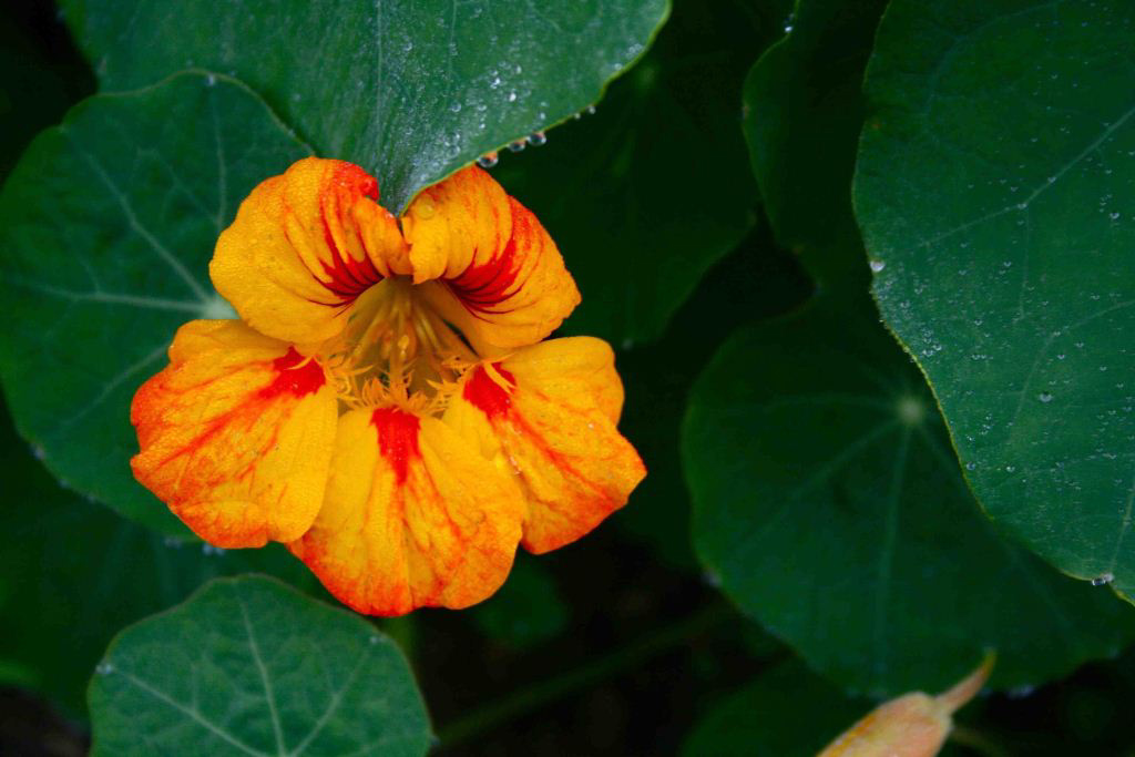 Nasturtiums repel cucumbers beetles that transmit diseases like bacterial wilt and mosaic virus.  These pretty blossoms are also edible! (the flavor is peppery like arugula).