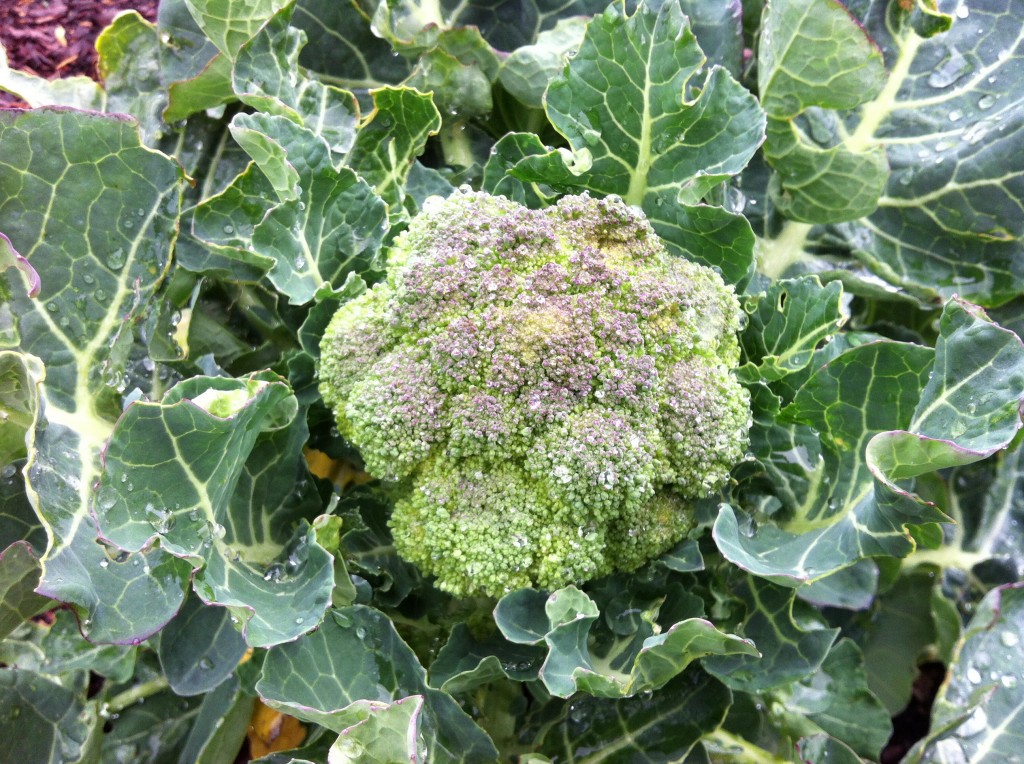 Broccoli with broccoli leaves