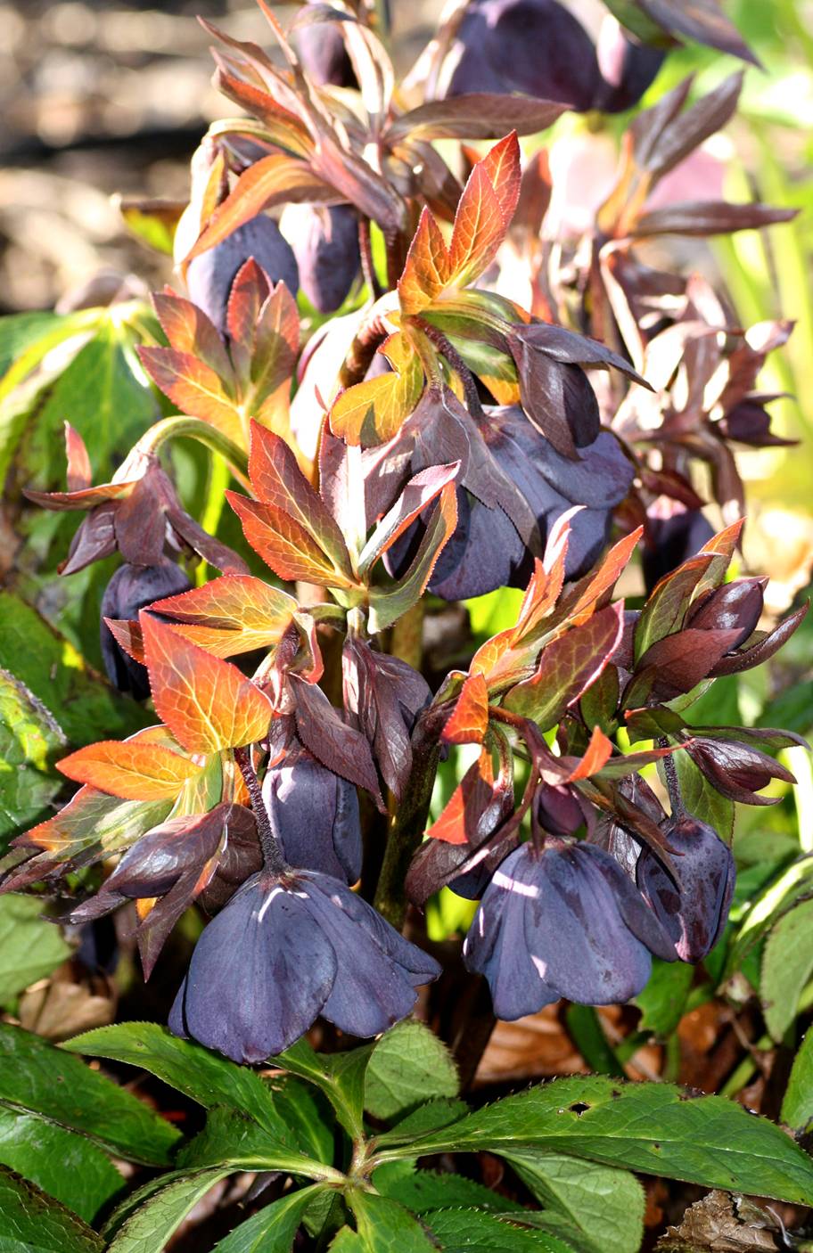 Black plants seem to lack color, but they actually demonstrate an overabundance of anthocyanins, which are pigment compounds found in flowers and fruits. Their blackness is actually deep blue, red or another combination that appears black in sunlight.