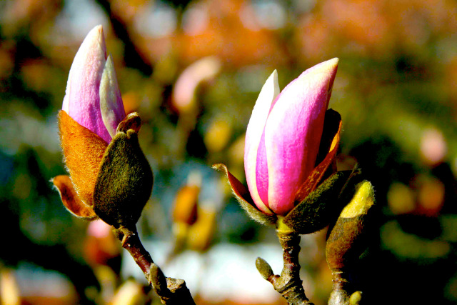 Saucer magnolia (Magnolia x soulangeana)
