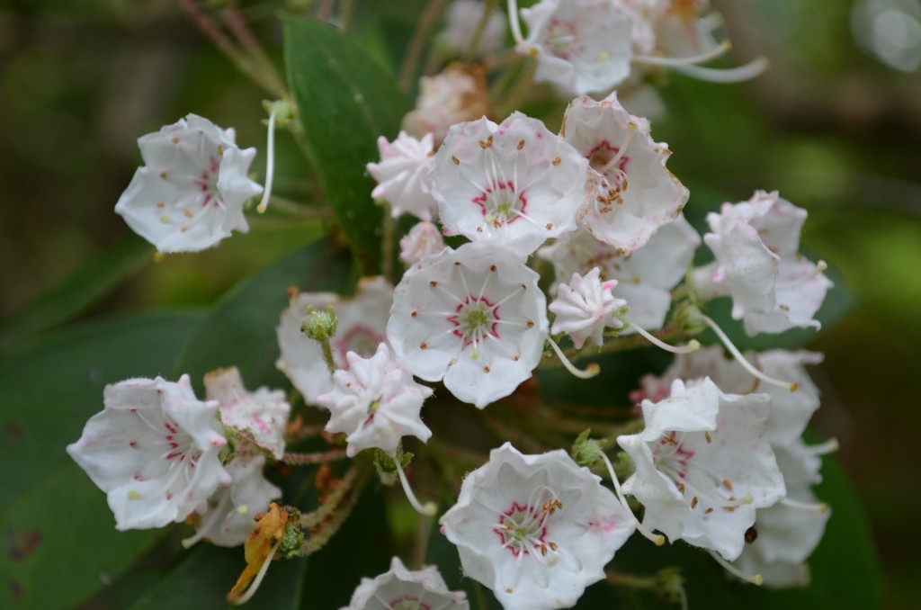 Clusters of mountain laurel blossoms