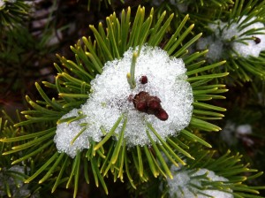 snowy mountain pine