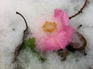 Camellia 'Isaribi' blossom in the snow. Nothing like snow to make a garden more beautiful!