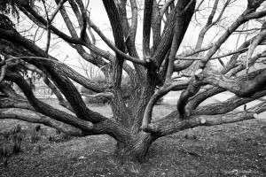 Tree photo by Tyler Darden