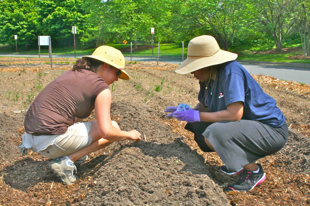 Lewis Ginter gardener Laura Schumm plants Gold Rush zucchini seed with a member of the Capital One team. They demonstrate style and wisdom in their choice of gardening hats.