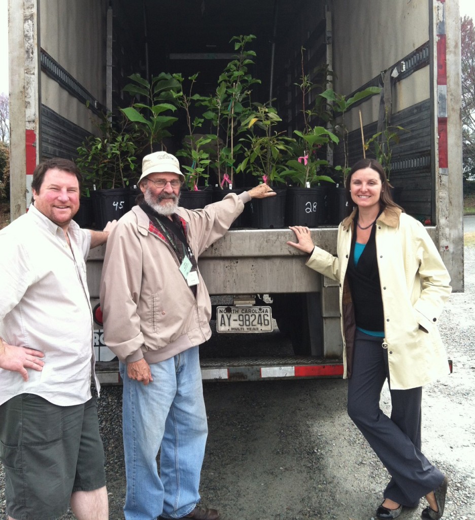 ‘Ginter Spicy White’ magnolia was hybridized at Lewis Ginter Botanical Garden by “Magnolia Man” Bill Smith. Lewis Ginter Botanical Garden Volunteer & hybridizer Bill Smith (center) loads up his magnolia seedlings for delivery to regional test sites, assisted by his son Hunter Smith and Director of Horticulture Grace Chapman. 