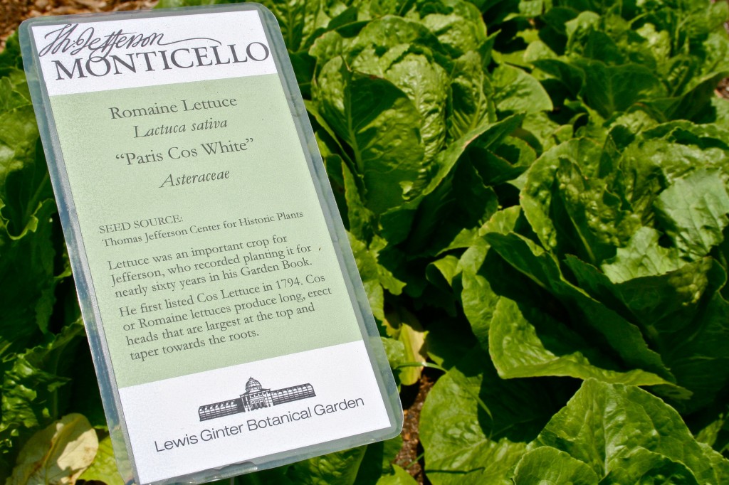  This photo features our special plant labels to be used in the Community Kitchen Garden for the TJCHP plants.