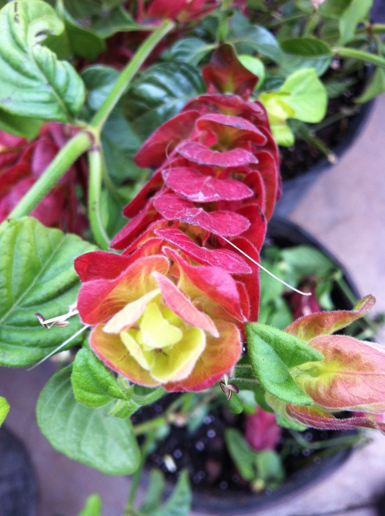 Red  shrimp plant (Justicia brandegeana) another big draw for butterflies! 