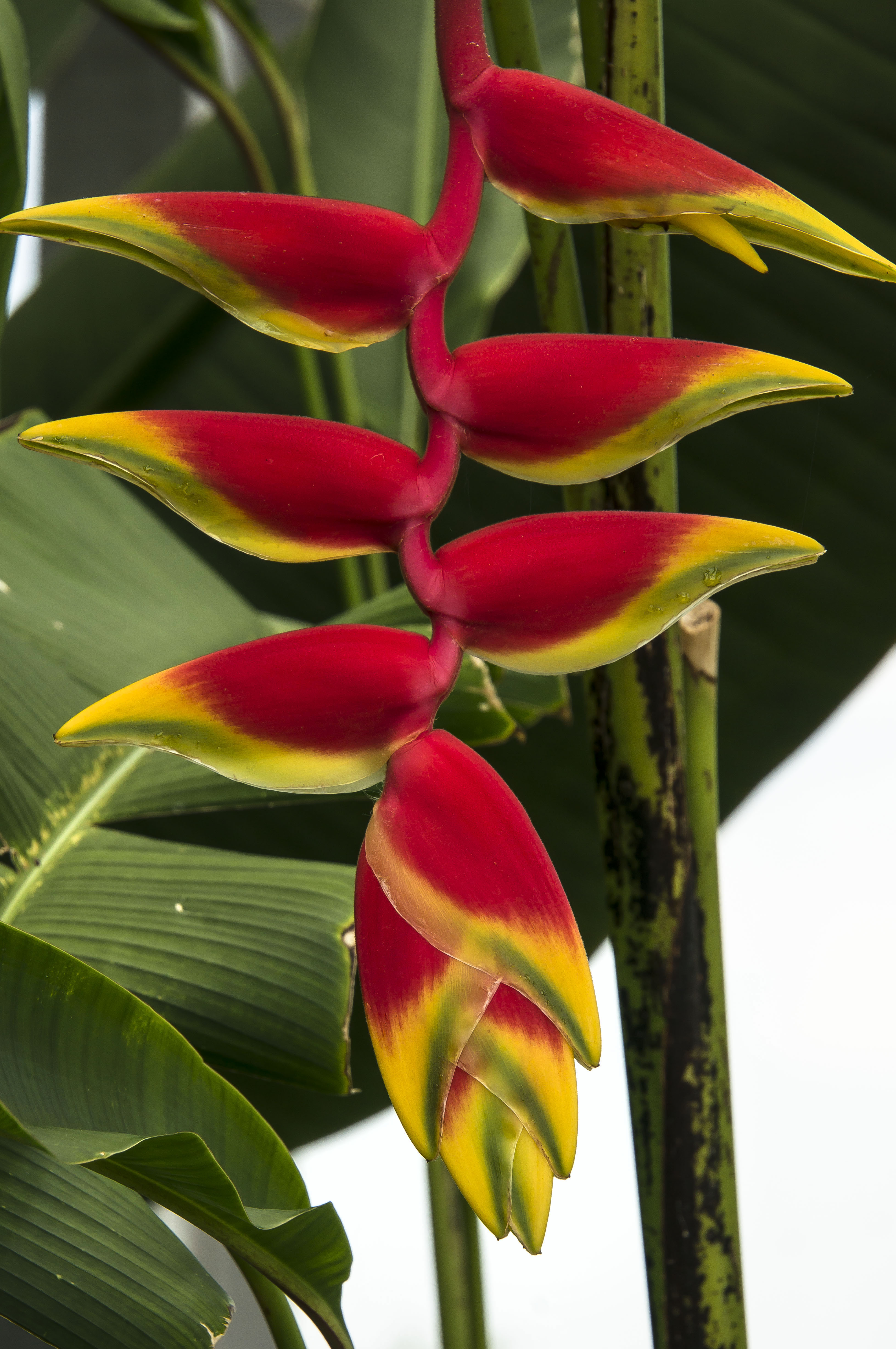 Lobster Claw Flower Lewis Ginter Botanical Garden