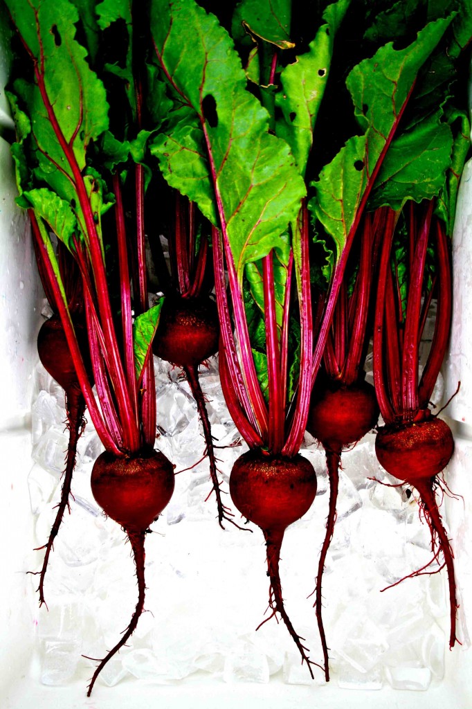 Beet bonanza. These beets were grown from seed obtained from the Thomas Jefferson Center for Historic Plants. Variety: Early Blood Turnip Root (Betas vulgaris, family Amaranthaceae).