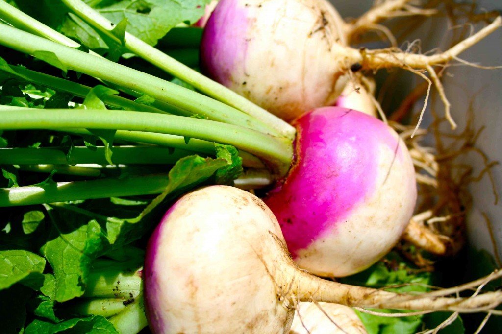 Purpletop White Globe turnips (Brassica rapa, family Brassica), heirloom variety, harvested at a good time... not too large, not too small, and with high-quality greens attached.