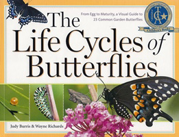 life cycles of butterflies thumbnail