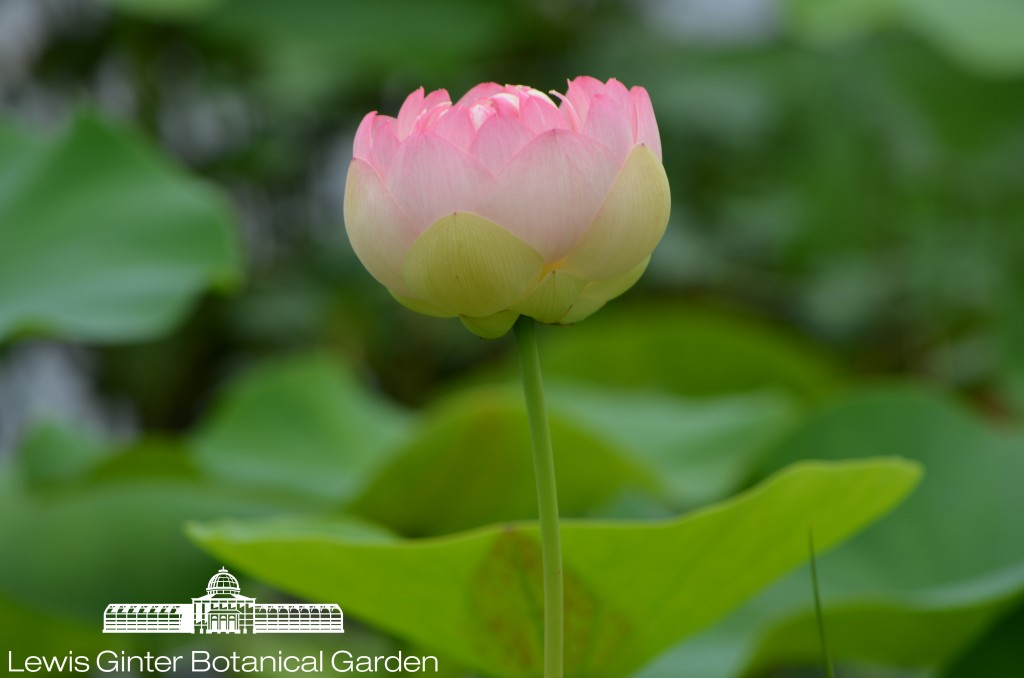 Sacred Lotus Blooming 
